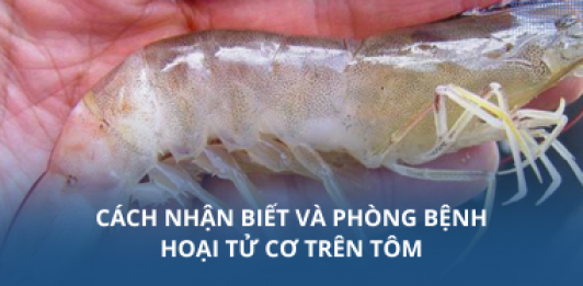Cách nhận biết và phòng bệnh hoại tử cơ trên tôm
